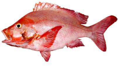 Lutjanus gibbus