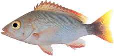 Lutjanus gibbus