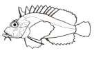 Choridactylus natalensis