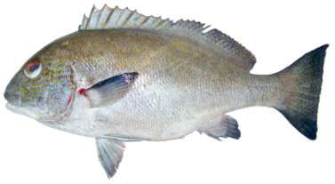 Plectorhinchus flavomaculatus