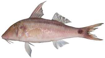Parupeneus barberinus