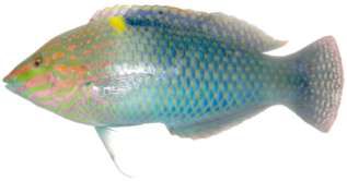 Halichoeres hortulanus