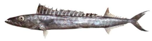 Thyrsitoides marleyi