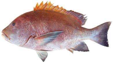 Lutjanus rivulatus