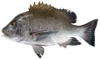 Lutjanus rivulatus