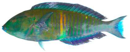 Hologymnosus annulatus