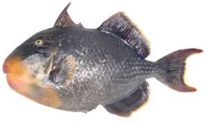 Pseudobalistes flavimarginatus
