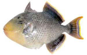 Pseudobalistes flavimarginatus