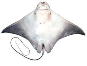 Rhinoptera javanica