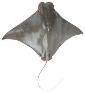 Rhinoptera javanica