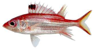 Neoniphon samara