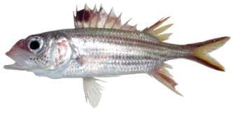 Neoniphon samara