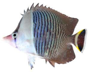 Chaetodon mesoleucos