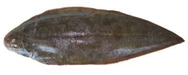 Cynoglossus bilineatus