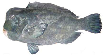 Bolbometopon muricatum