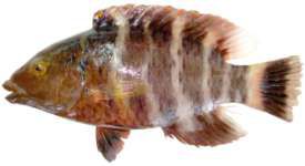 Cheilinus fasciatus
