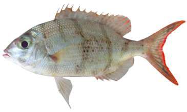 Gymnocranius elongatus