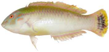 Halichoeres scapularis