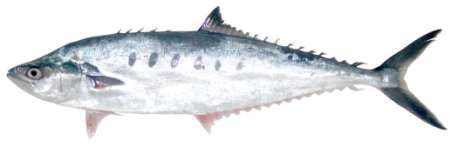 Scomberoides tol