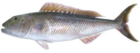 Aprion virescens