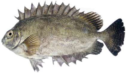 Siganus spinus