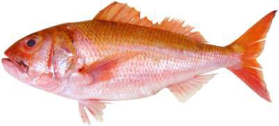 Etelis carbunculus
