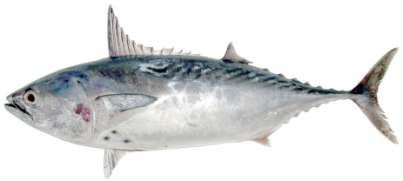 Euthynnus affinis