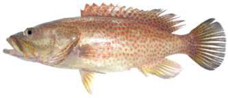 Anyperodon leucogrammicus