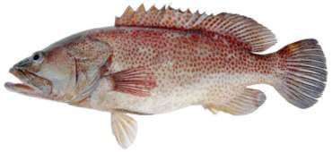 Anyperodon leucogrammicus