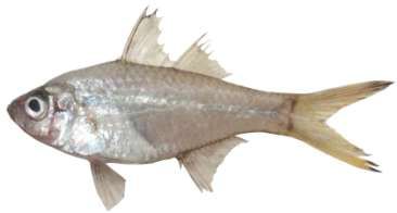Ambassis urotaenia