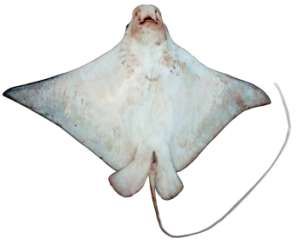 Aetobatus narinari