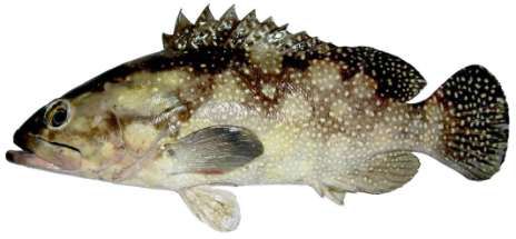 Epinephelus summana