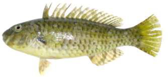 Leptoscarus vaigiensis