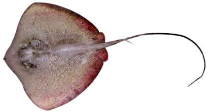 Himantura uarank