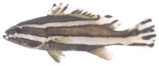 Epinephelus latifasciatus