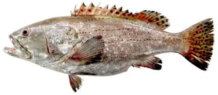 Epinephelus latifasciatus