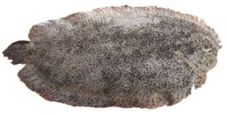 Paradachirus marmoratus