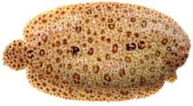Paradachirus marmoratus