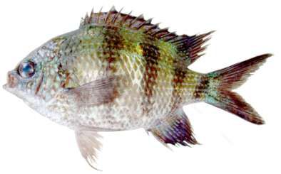Abudefduf sexfasciatus