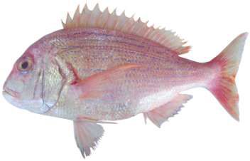 Polysteganus coeruleopunctatus