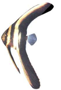 Platax teira