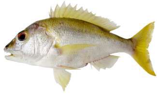 Lipocheilus carnolabrum