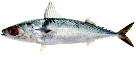 Scomber japonicus