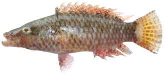 Oxycheilinus mentalis