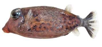 Ostracion cyanurus