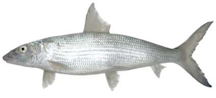 Albula vulpes