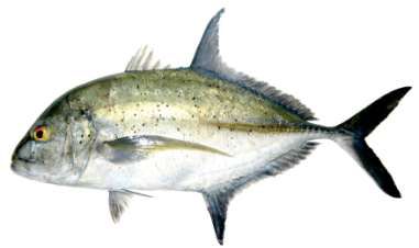 Caranx melampygus