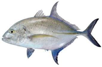 Caranx melampygus