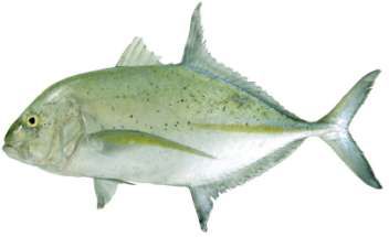 Caranx melampygus