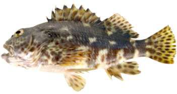 Cirrhitus pinnulatus